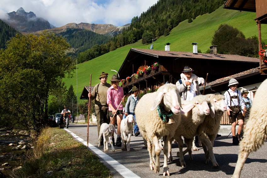 alex fischer, fotograf, darmstadt, ahrntal, sd tirol, schaefer, schafe, alm, almabtrieb, lamm