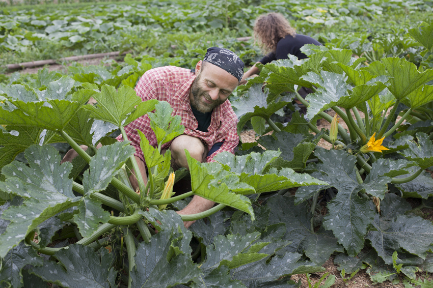 alex fischer, fotograf, darmstadt, 2014, CSA, consumer supported agriculture, kommune, rote beete, leipzig