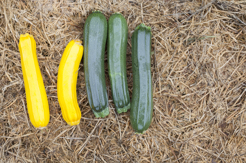 alex fischer, fotograf, darmstadt, 2014, CSA, consumer supported agriculture, kommune, rote beete, leipzig