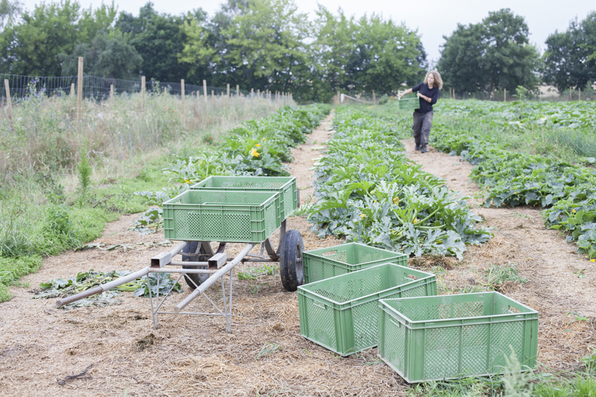 alex fischer, fotograf, darmstadt, 2014, CSA, consumer supported agriculture, kommune, rote beete, leipzig