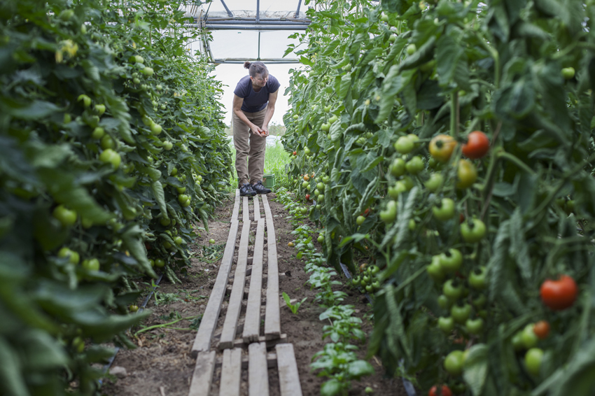 alex fischer, fotograf, darmstadt, 2014, CSA, consumer supported agriculture, kommune, rote beete, leipzig