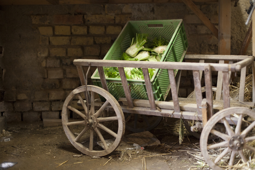 alex fischer, fotograf, darmstadt, 2014, CSA, consumer supported agriculture, kommune, rote beete, leipzig